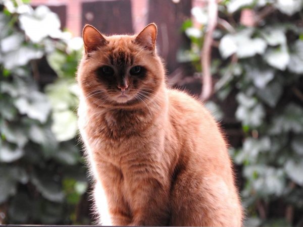 13775373_166027763817107_2032117340998176697_n